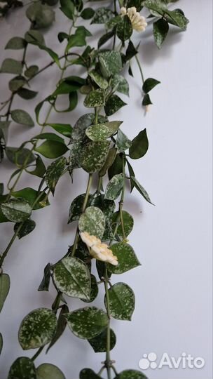 Хойя лакуноза эскимо