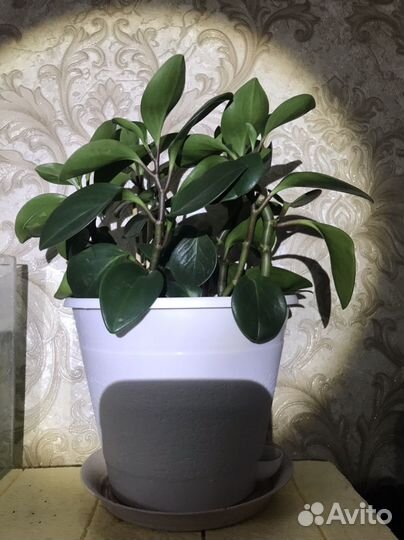 Комнатные цветы алоэ