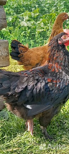 Чёрный маран