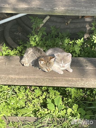 Котята 2.5 месяца в добрые руки