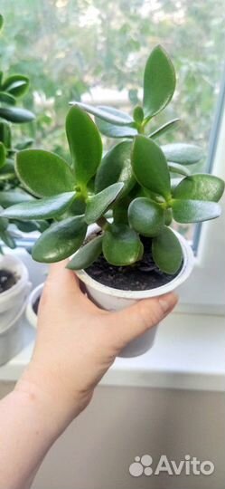 Толстянка (Денежное дерево )