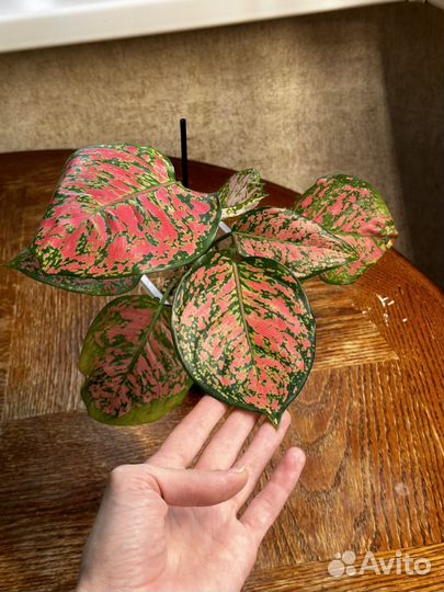 Аглаонема анимани триколор