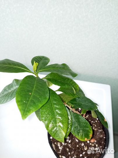 Гардения жасминовидная