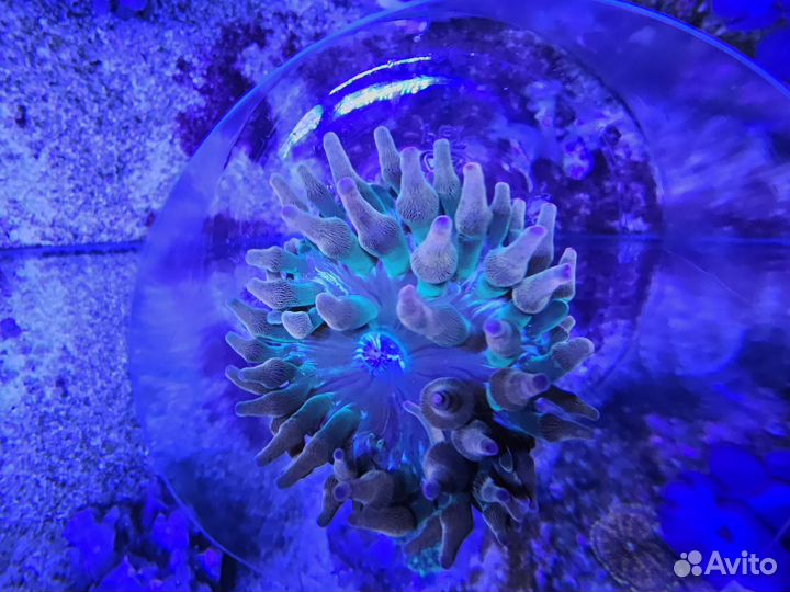 Морские кораллы актиния пузырек двух цветная