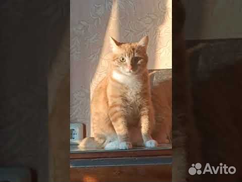 Добротный рыжий кот ищет хозяйку объявление продам
