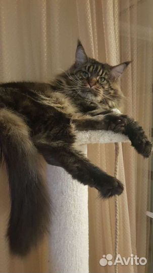 Котята мейн-кун