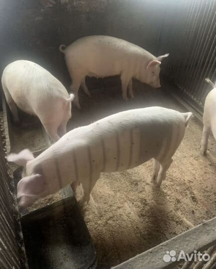 Мясо свинина домашняя