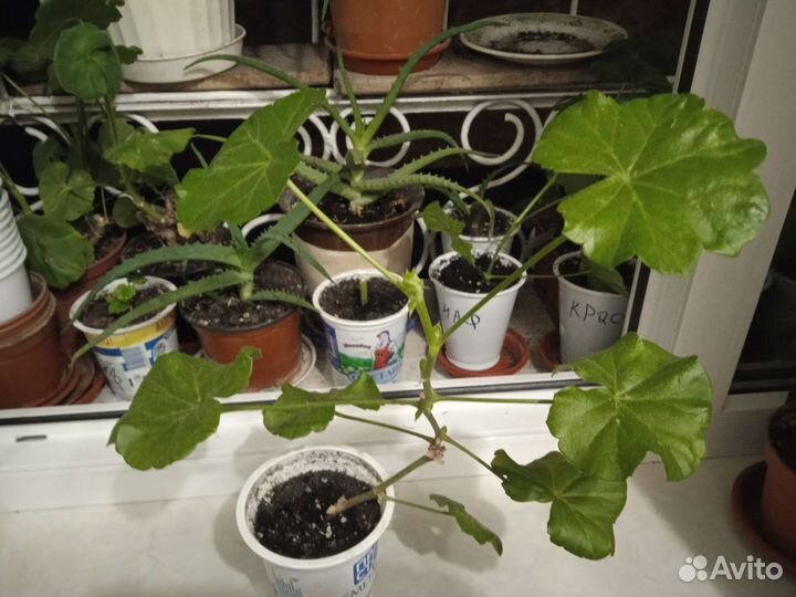 Пеларгония герань плющелистая