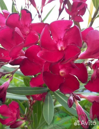 Олеандр крем., персик., бордо, гранат, роз.,желт