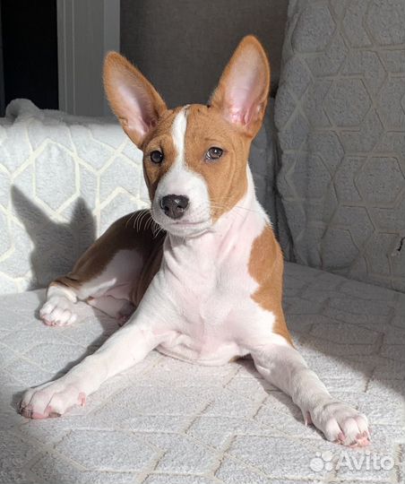 Щенки Басенджи