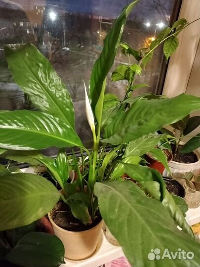 Спатифиллум