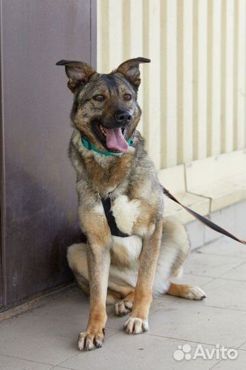 Скромная Джун в поисках хозяина