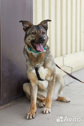 Скромная Джун в поисках хозяина