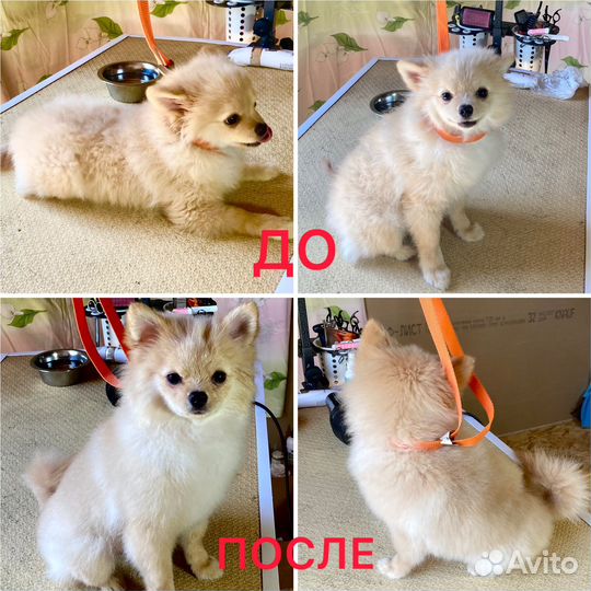 Груминг собак