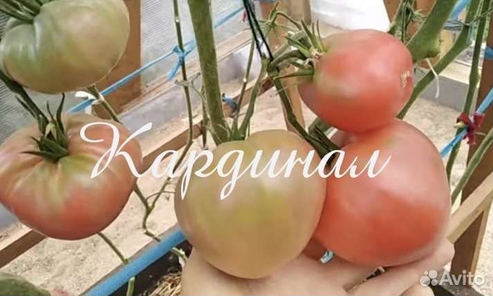 Рассада кабачков, тыквы, томатов