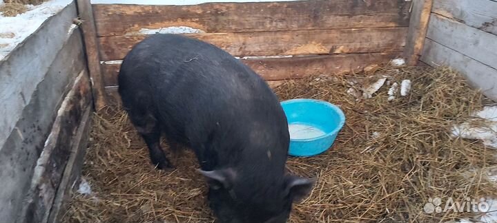 Вьетнамский вислобрюхий хряк