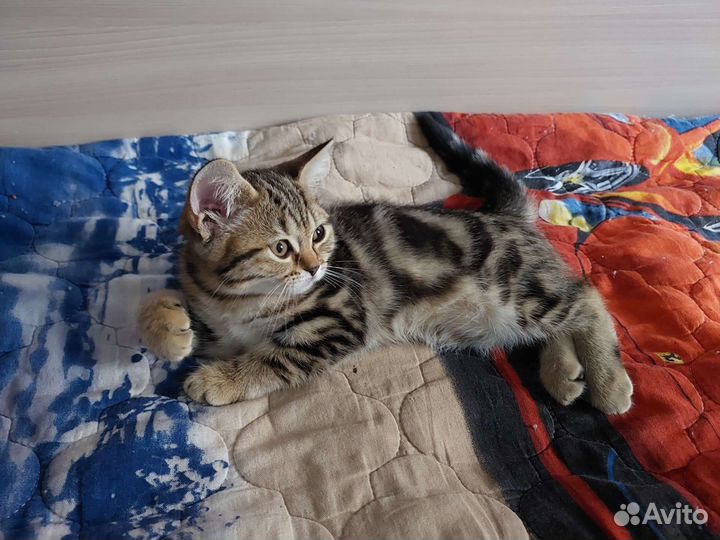 Британская девочка