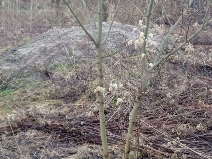 Участок 6 сот. (ИЖС)