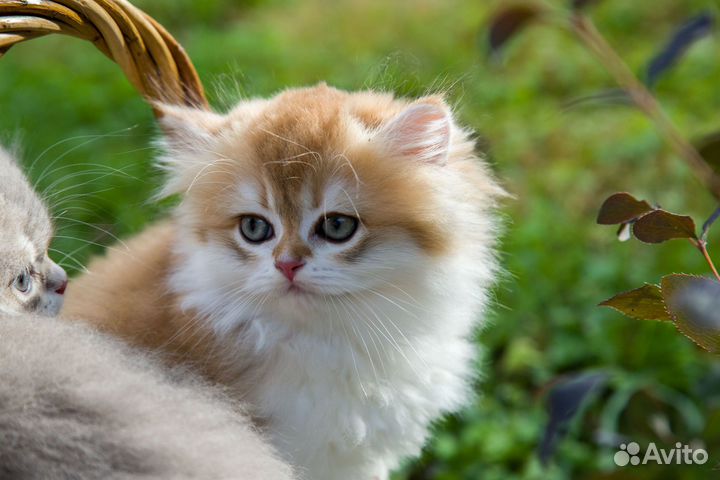 Чистое золото