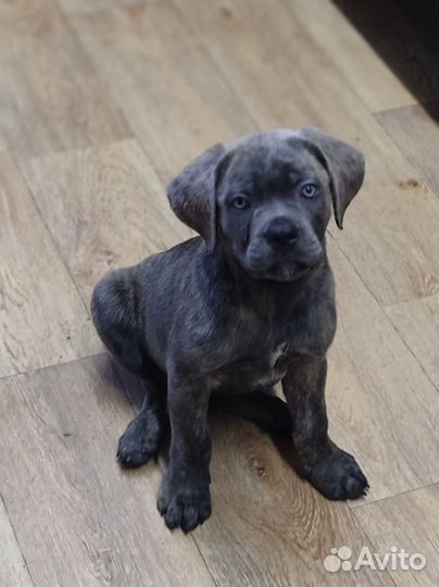 Кане корсо щенки