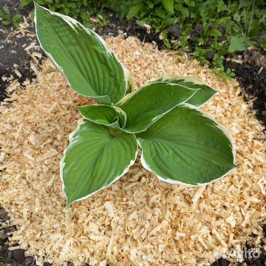 Сортовые хосты