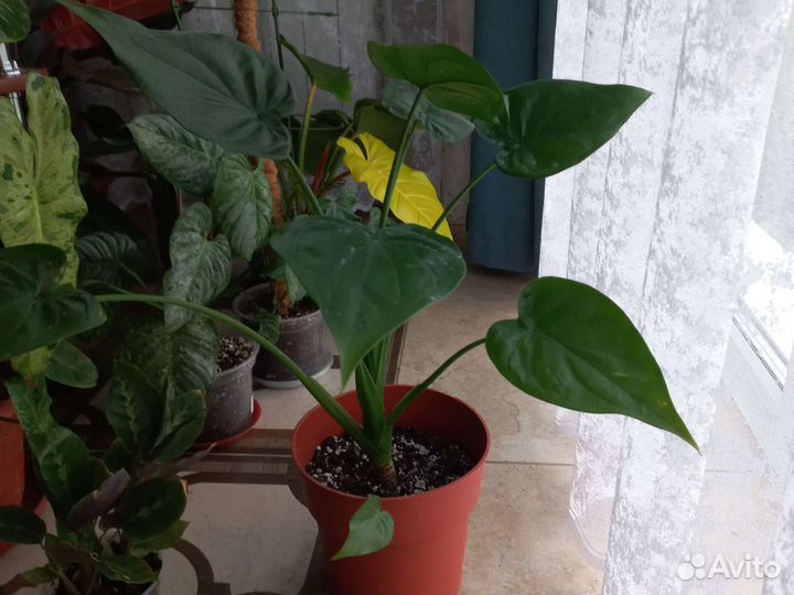 Разные разности редактировано 05.08