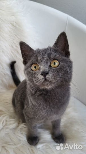 Котёнок мальчик