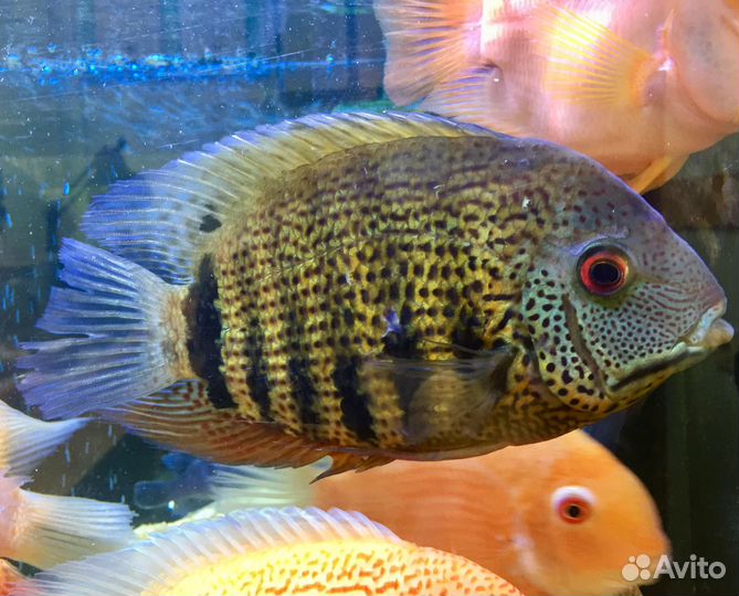 Северум сантарэм