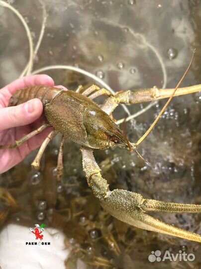 Раки вареные