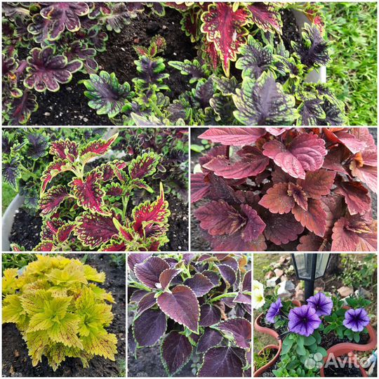 Сортовые колеусы,желтый пион,комнатные цветы