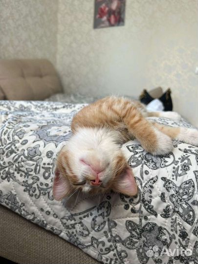Рыжий котенок