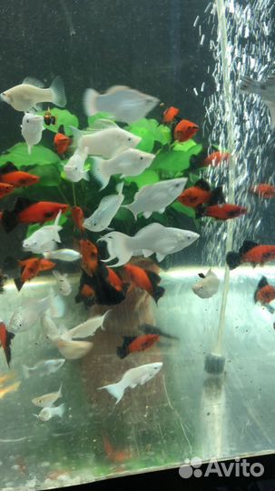 Велифера платина подросток, берлинцы