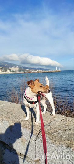 Парсон рассел терьер для вязки