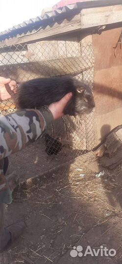 Отдам нутрий