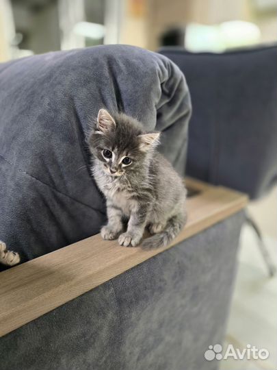 Котята в добрые руки бесплатно девочка