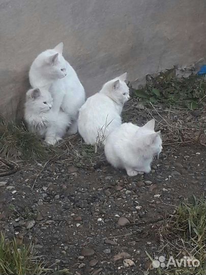 Кошки и котик