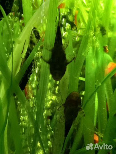 Анциструс самка