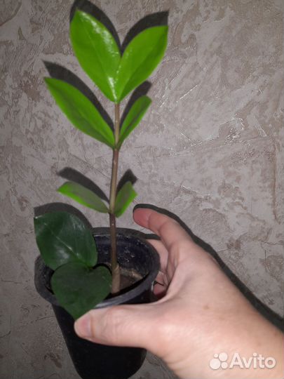 Замиокулькас отростки