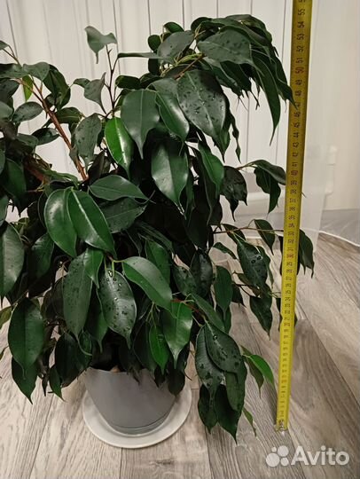 Фикус бенджамина даниэль