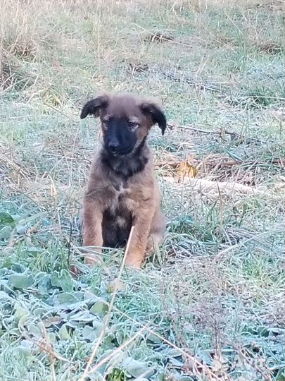 Щенок в добрые руки бесплатно