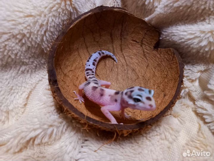 Геккон эублефар самка