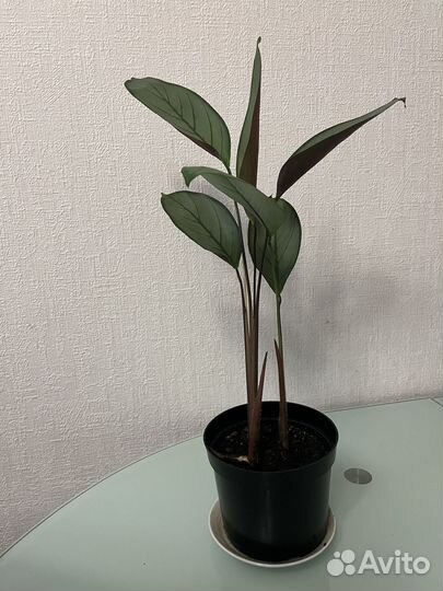 Калатея
