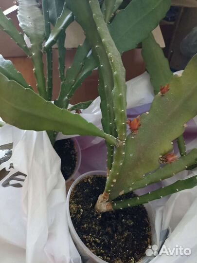 Комнатные цветы