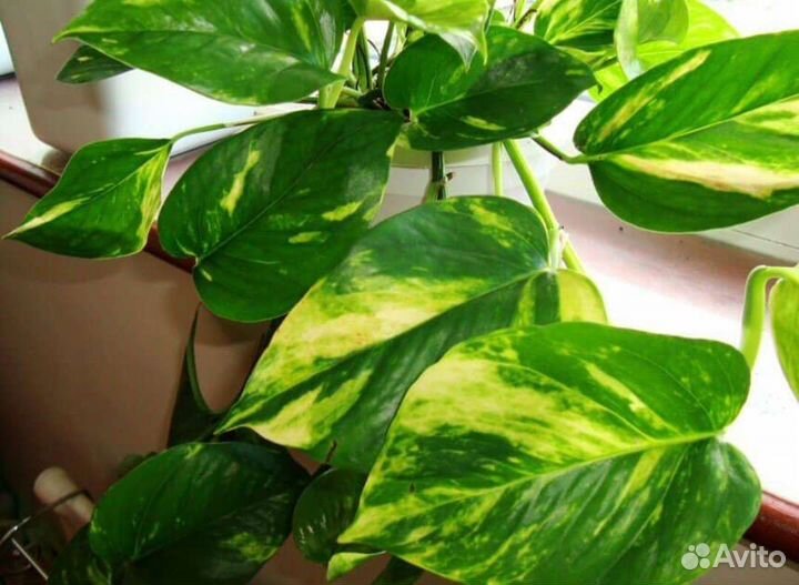 Комнатные растения цветы Сциндапсус Эпипремнум