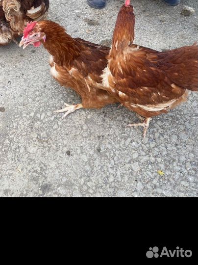 Куры несушки