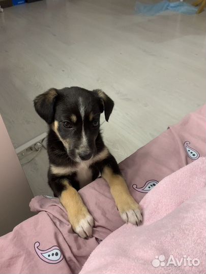 Щенок в добрые руки бесплатно