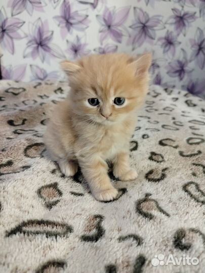 Британские котята