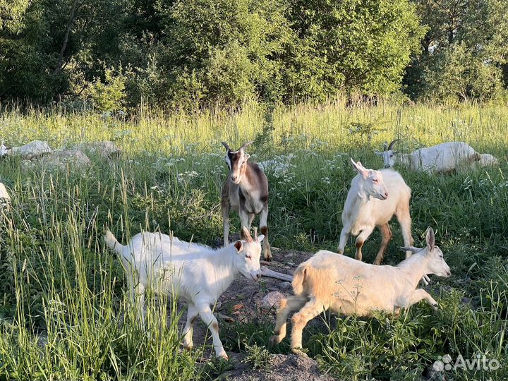 Козы молочные Зааненские, Нубийские, Ламанча