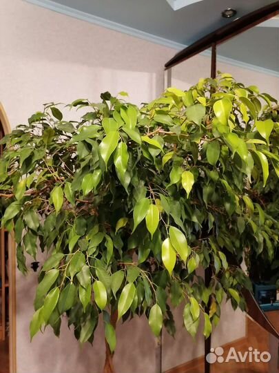 Фикус бенджамина
