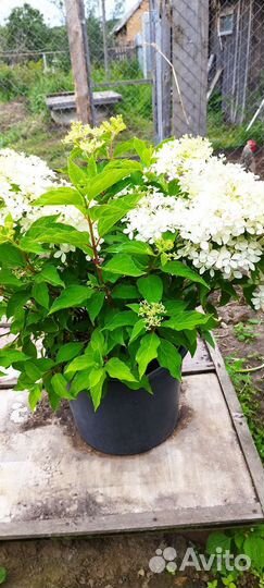 Гортензия метельчатая